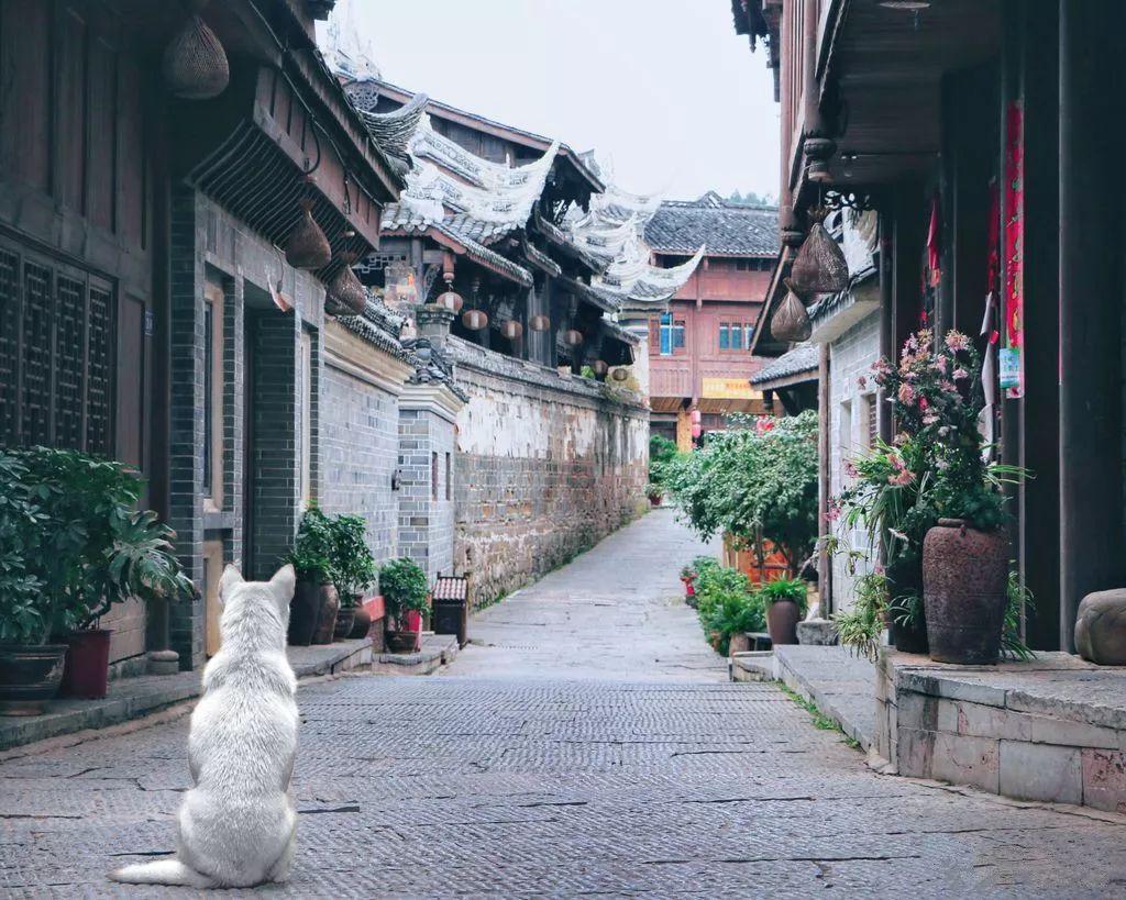 这虚伪吗游戏画面